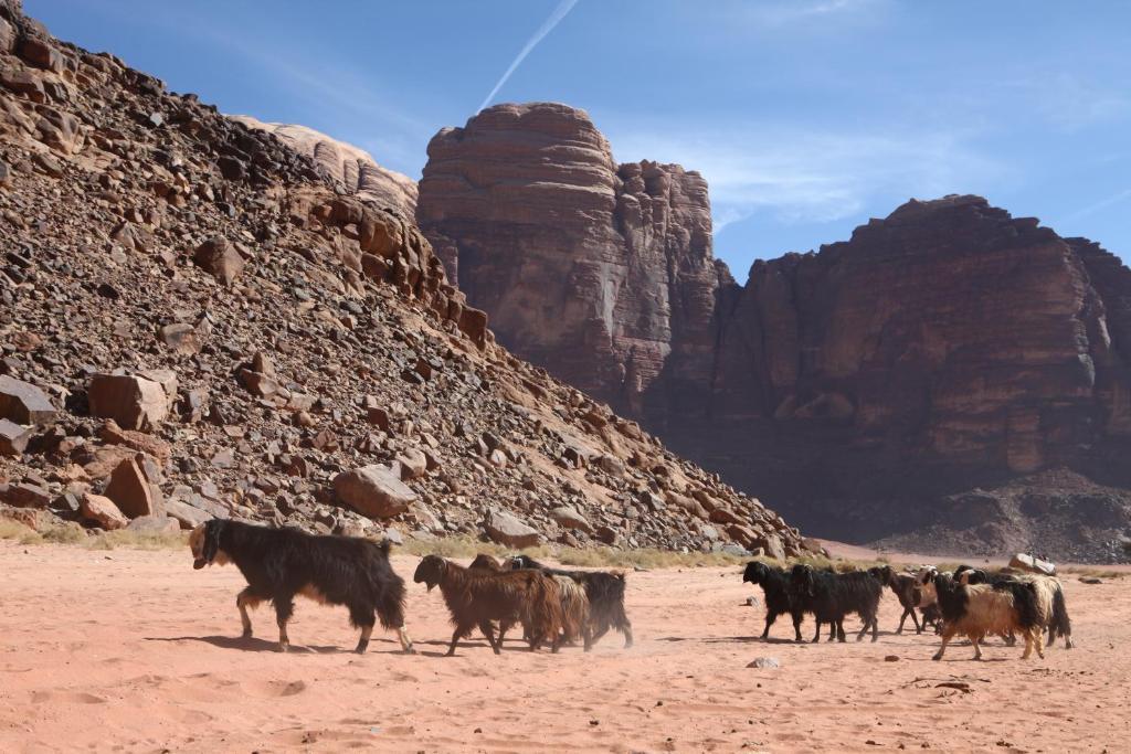 Bedouin Expedition Wadi Rum Eksteriør billede