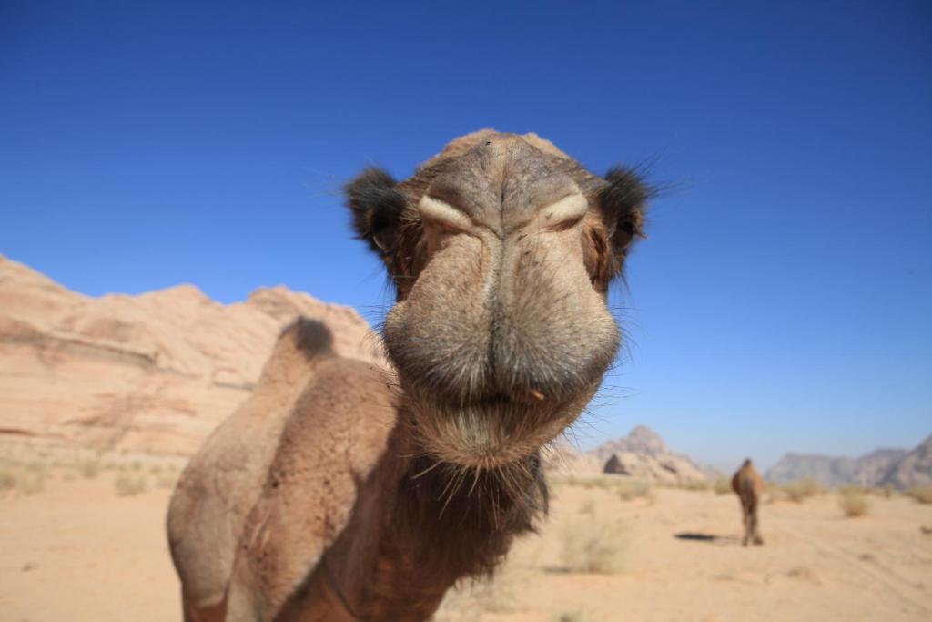 Bedouin Expedition Wadi Rum Eksteriør billede